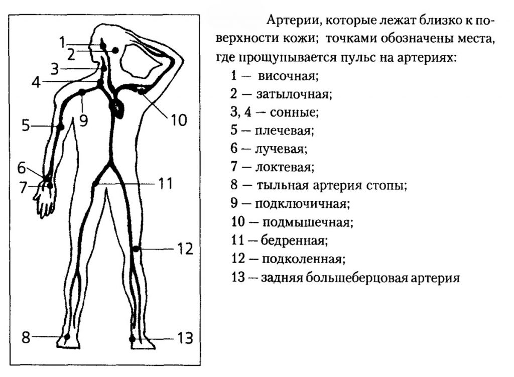 How to measure the pulse