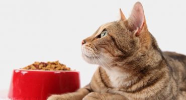 The best food for sterilized cats