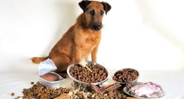 Makanan anjing terbaik - penilaian pengeluar